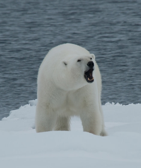 Polar Bear