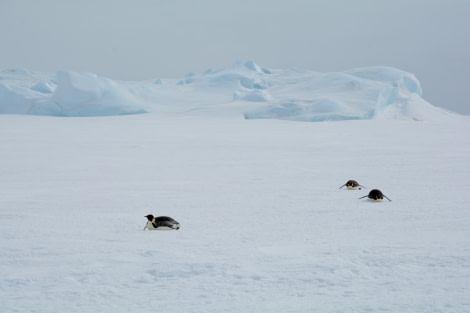 Emperor Penguins in the Weddell Sea