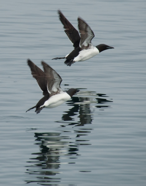 Brunnich's Guillemots