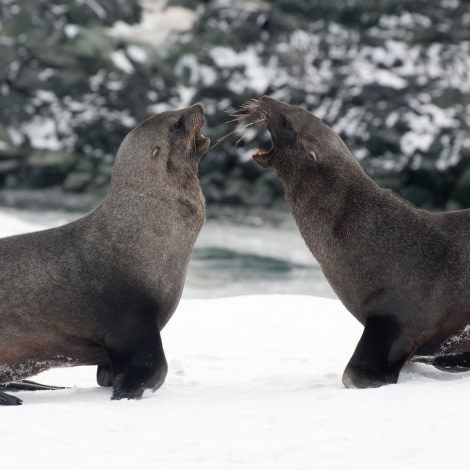 Fur Seals