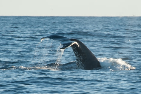 The Humpbackwhale