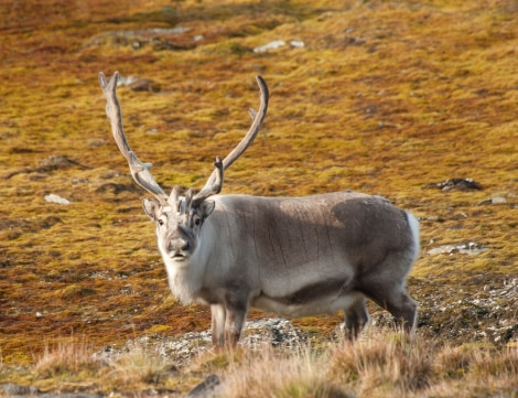 Svalbard Reindeer