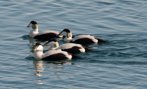 Eider ducks