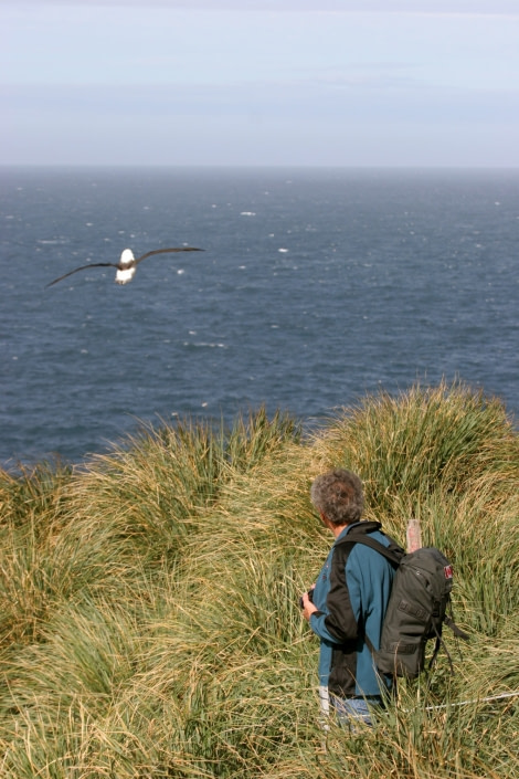 Between the tussock, observing the Black-browed Albatros