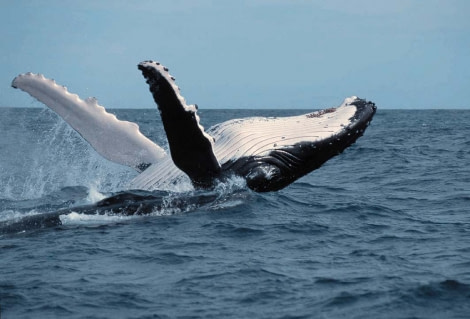 Humpback © Rinie van Meurs-Oceanwide Expeditions MRS-B37.jpg