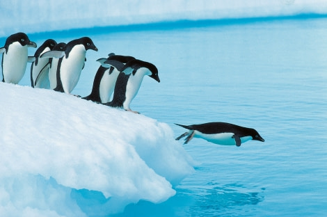 Adelie Penguins © Rinie van Meurs-Oceanwide Expeditions MRS-B30.JPG