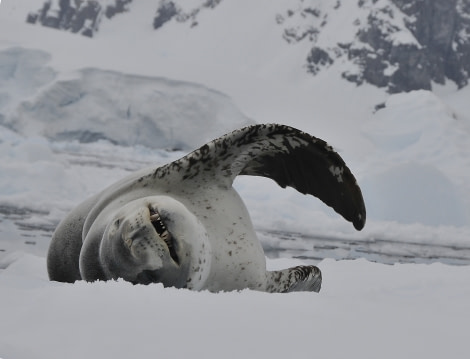 antarctica_leopard seal (c) frode uhre.jpg