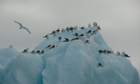 Kittiwake on an ice berg