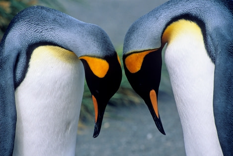 King Penguins