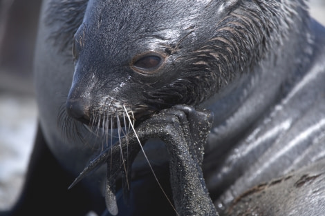 Fur Seal thinking © Wim van Passel-Oceanwide Expeditions IMG_5321.jpg