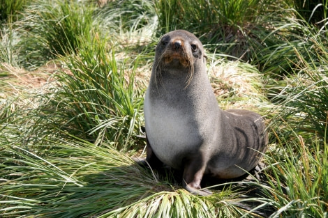 fur seal_falklands-south georgia_ant peninsula © jan bryde-oceanwide expeditions (13).JPG