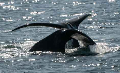 Bowhead Whales | Greenland Whales