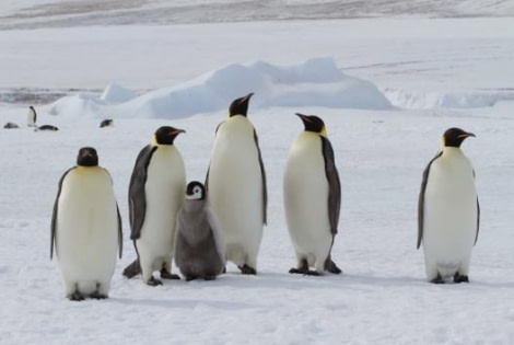 Weddell Sea Snow Hill Emperor penguins