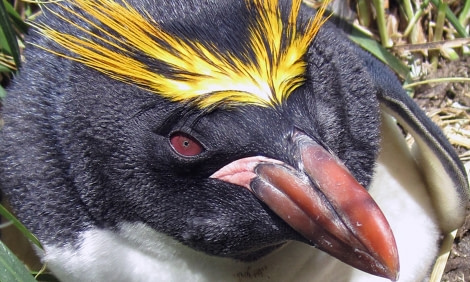 south georgia_macaroni penguin