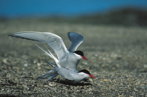 Arctic Terns, Rinie van Meurs.JPG