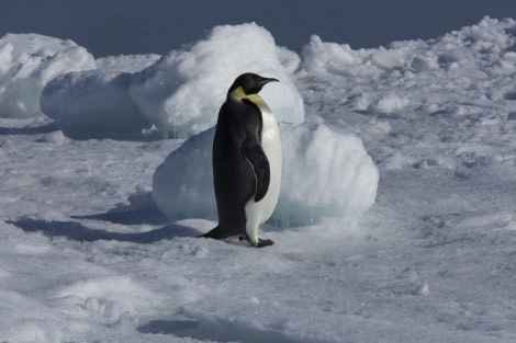 Weddel Sea Emperor Penguin