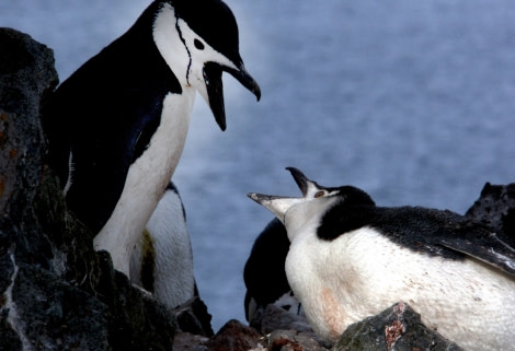 Chinstrap Penguin