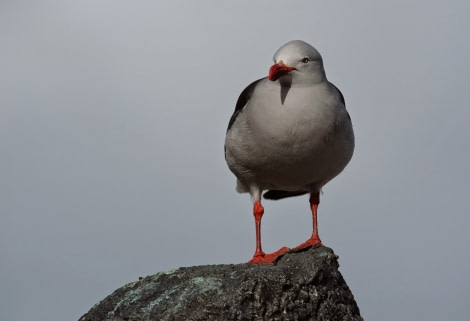 Dolphin Gull, Falkland Islands