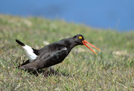 Pied Oystercatcher, Falkland Islands