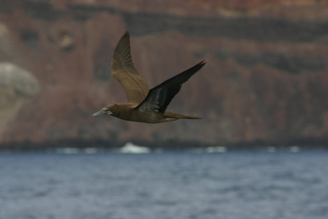 Brown Booby, Ascension Island