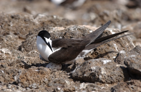 Sooty Tern, Ascension Island