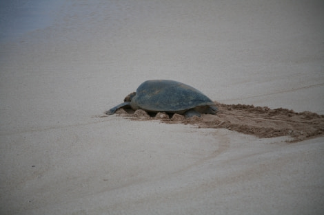 Green Turtle, Ascension Island