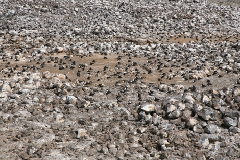 Sooty Tern Colony, Ascension Island