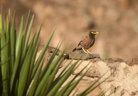 Common Myna St. Helena