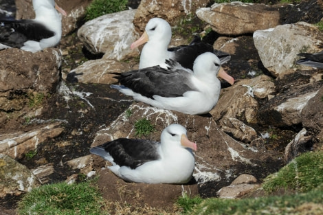 Black-browed Albatross, Falkland Islands