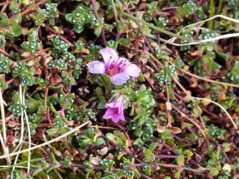 2015_09_02_Day 7 - Saxifrage, Alkhornet