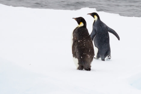 Emperor Penguins of the Ross Sea