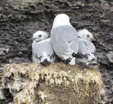 Kittiwake, Kapp Wahlberg