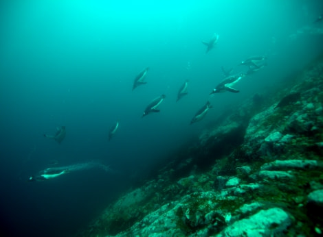 Underwater penguins