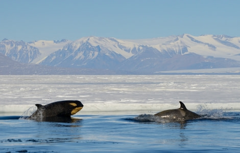 Orca's in the Ross Sea