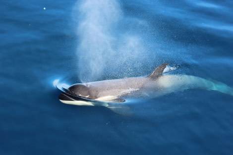 Orca antarctica © liz gorrell-oceanwide expeditions.jpg