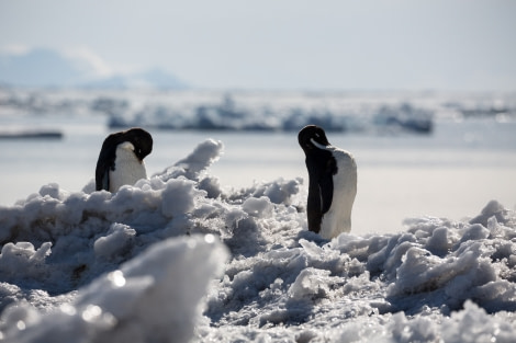 Adelie Penguins on the ice on Cape Adare, Ross Sea