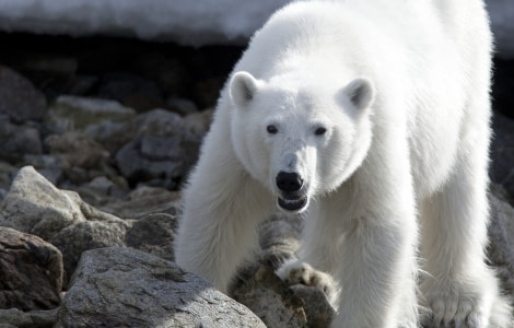 Polar bear, North spitsbergen © Wim van Passel-Oceanwide Expeditions