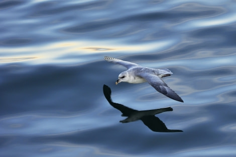 Northern Fulmar