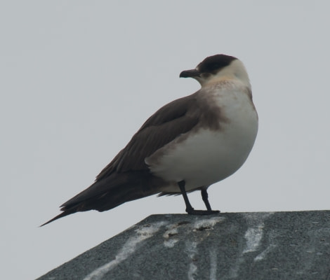 Arctic Skua, Svalbard