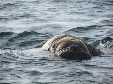 Walrus, Storoya © Ali Liddle - Oceanwide Expeditions.jpg