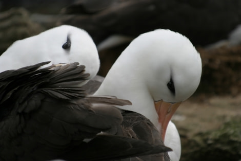 Black-browed Albatross, New Island, Falkland Islands