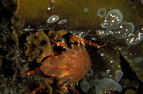 (giant) isopod_diving_antarctica (c) pascal kobeh (46).jpg