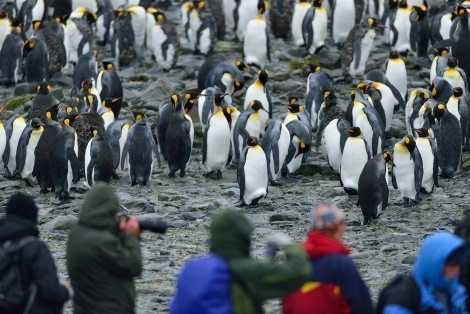 King Penguin_Right Whale Bay_South Georgia_November