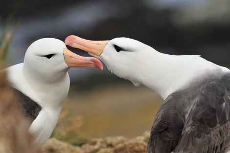 Black-browed Albatross_Falkland Islands_November