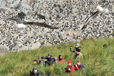 Black-browed Albatross colony_Steeple Jason Island_Falkland Islands_November