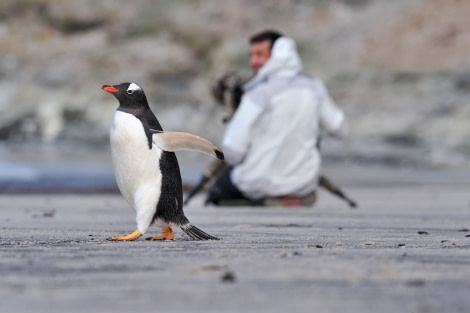Gentoo Penguin on Saunders Island beach_Falkland Islands_November