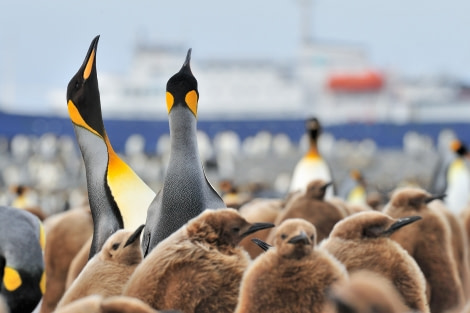 King Penguins_Salisbury Plain-South Georgia_November