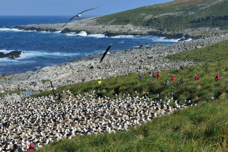 Black-browed Albatross colony_Steeple Jason Island_Falkland Islands_November