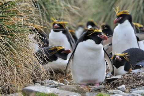 Macaroni Penguins_Cobbler's Cove_South Georgia_November