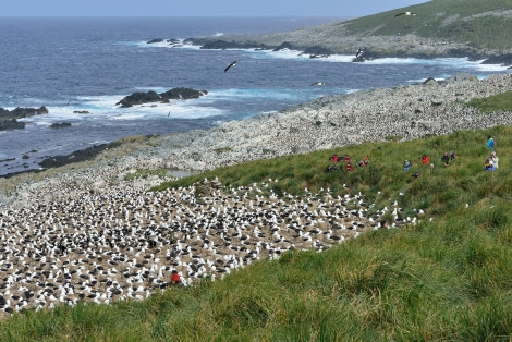 Black-browed Albatross colony_Steeple Jason Island_Falkland Islands_November